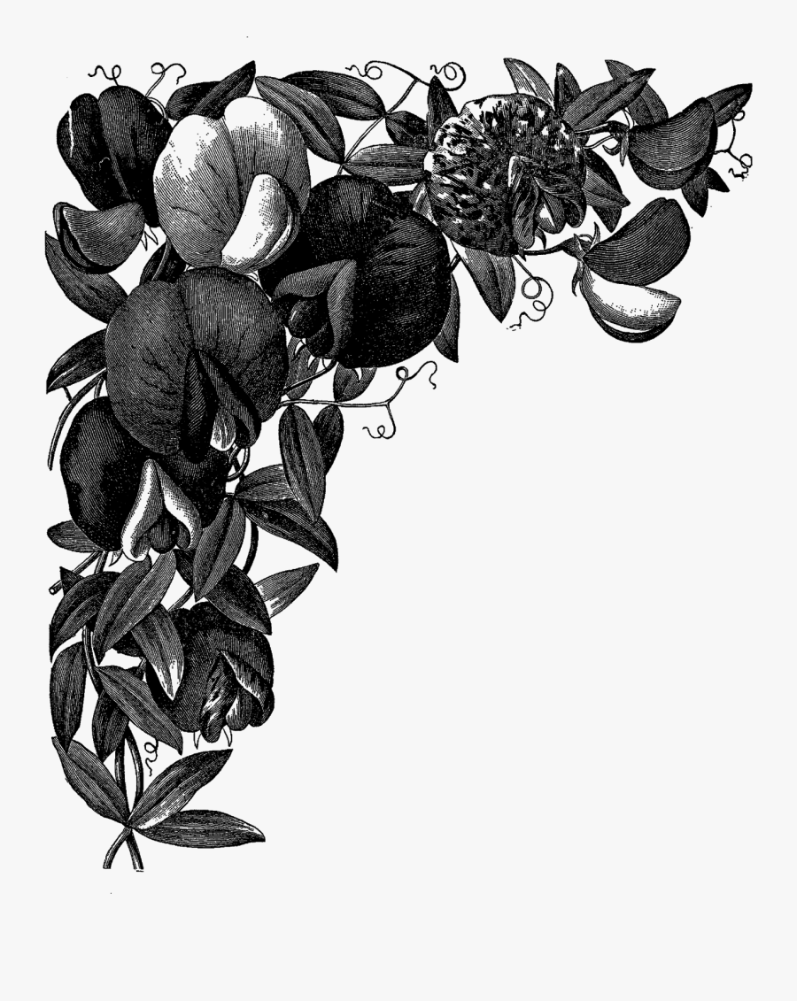 Sweet Pea Drawing At - Corners Flower Drawn Png, Transparent Clipart