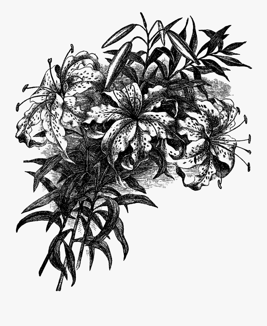 Vintage Flower Drawing Png, Transparent Clipart