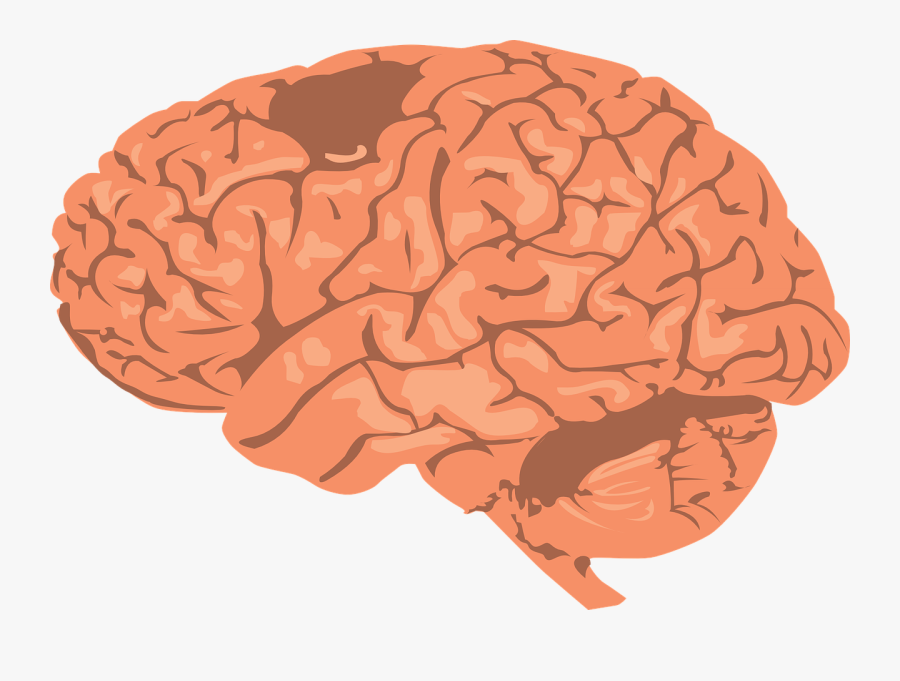 Brain-308580 1280 - Lead Poisoning Brain, Transparent Clipart