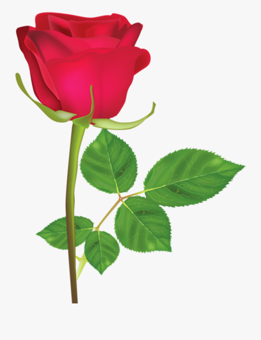 Flower,flowering Plant,rose,hybrid Tea Rose,plant,garden - Rosa Roja En Png, Transparent Clipart