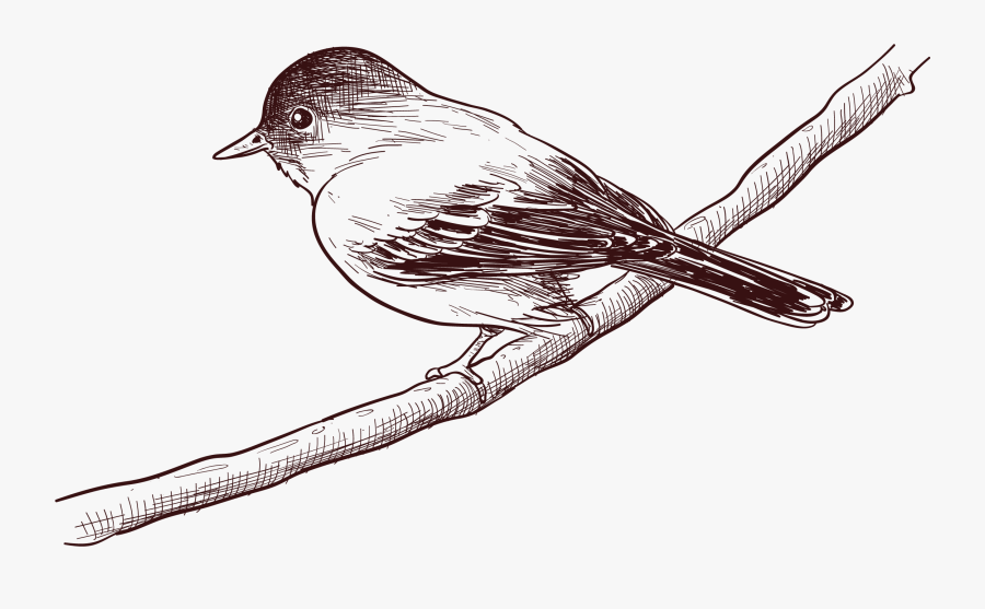 Eastern Towhee, Transparent Clipart