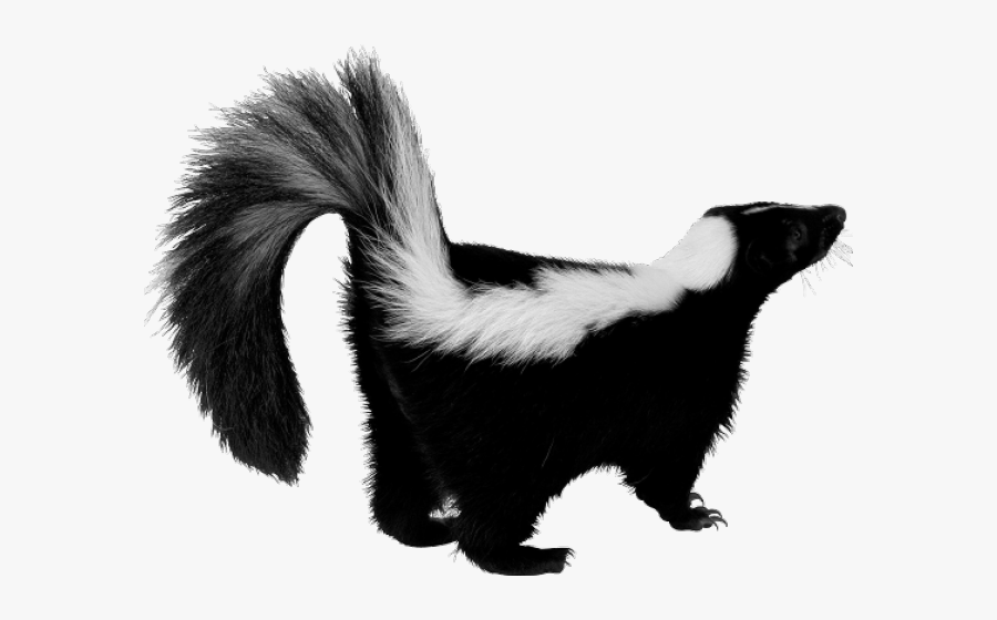 Skunk With White Background , Free Transparent Clipart - ClipartKey