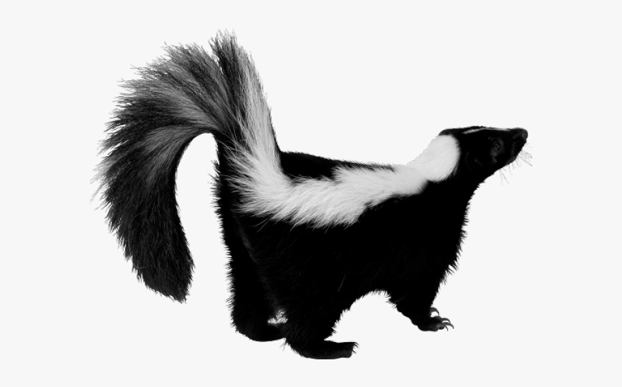 Skunk With White Background , Free Transparent Clipart - ClipartKey Skunk With White Background , Free Transparent Clipart - ClipartKey