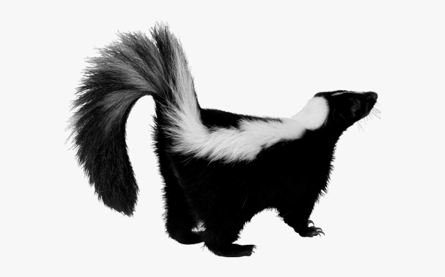 Skunk With White Background, Transparent Clipart