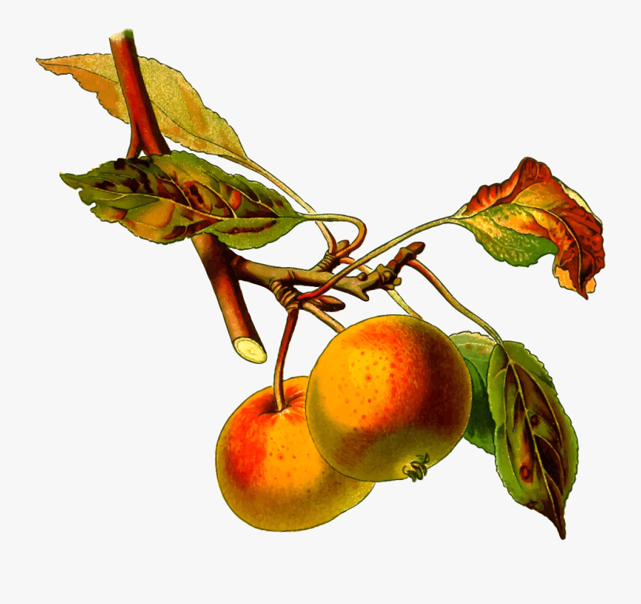 Apple Tree 2 - Common Name Of Apple, Transparent Clipart