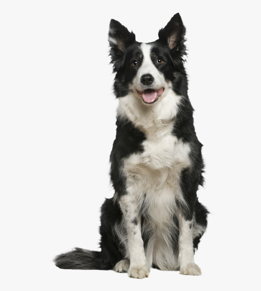 Border Collie Png - Border Collie White Background, Transparent Clipart
