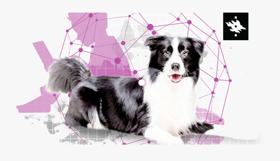 Transparent Border Collie Png - Border Collie, Transparent Clipart