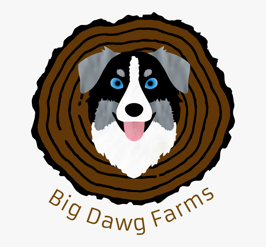 Bernese Mountain Dog, Transparent Clipart