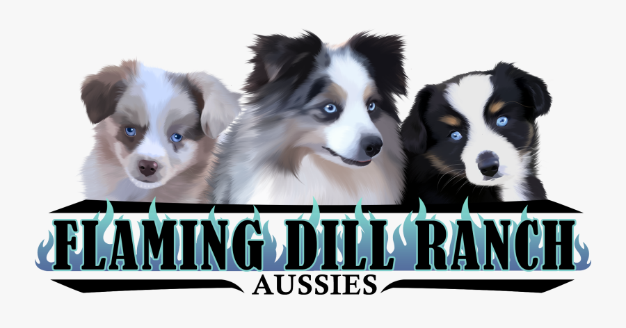 Flaming Dill Ranch Aussies - Australian Collie, Transparent Clipart