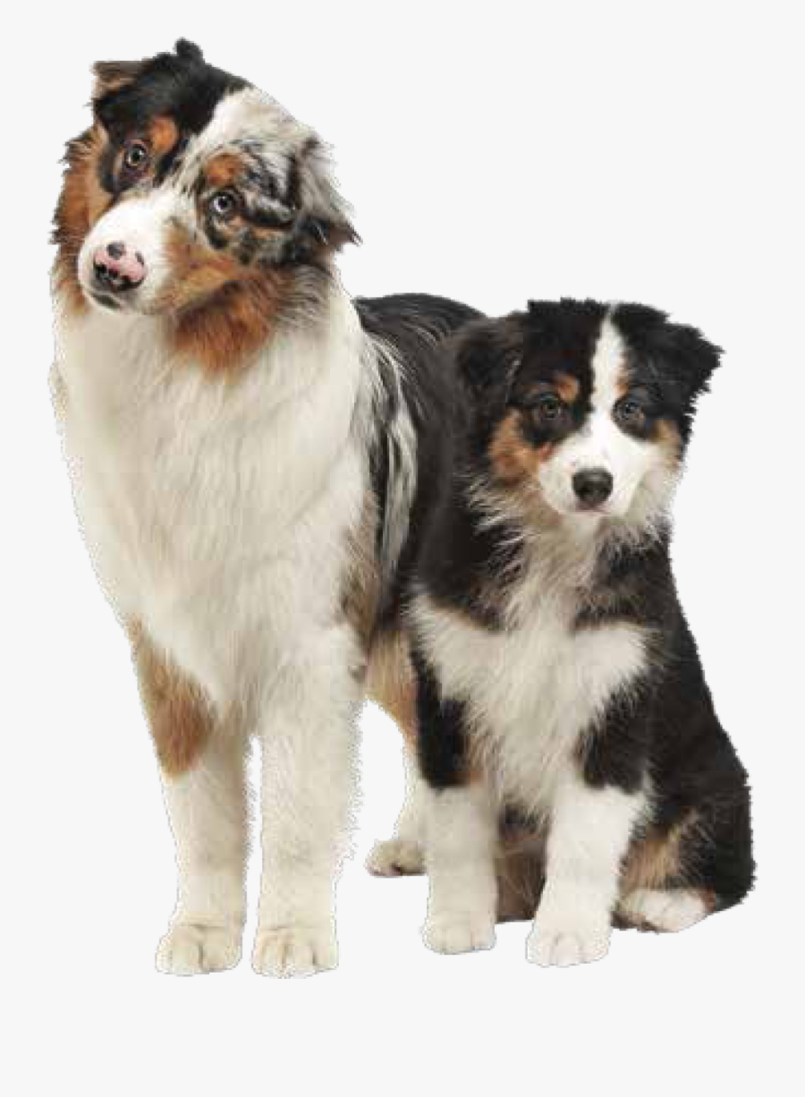 Australian Shepherd Bernese Mountain Dog, Transparent Clipart