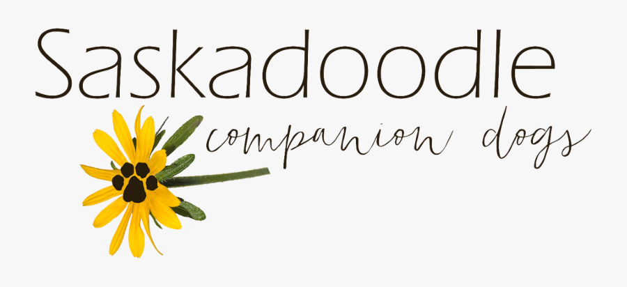 Black-eyed Susan, Transparent Clipart