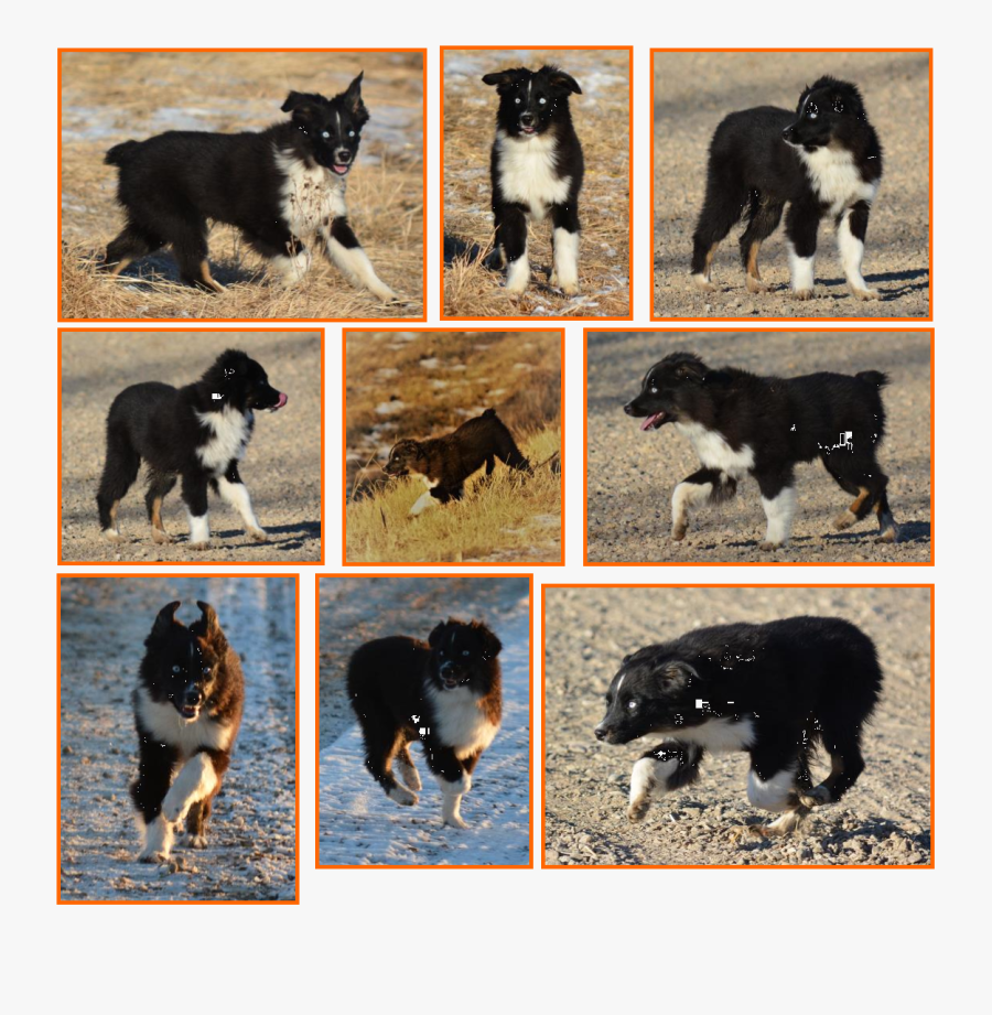 Blue Eyed Black Tri Bet Miniature Australian Shepherd - Companion Dog, Transparent Clipart