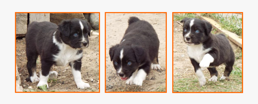 Bet Mini Aussie Blue Eyed Black Tri Miniature Australian - Australian Collie, Transparent Clipart