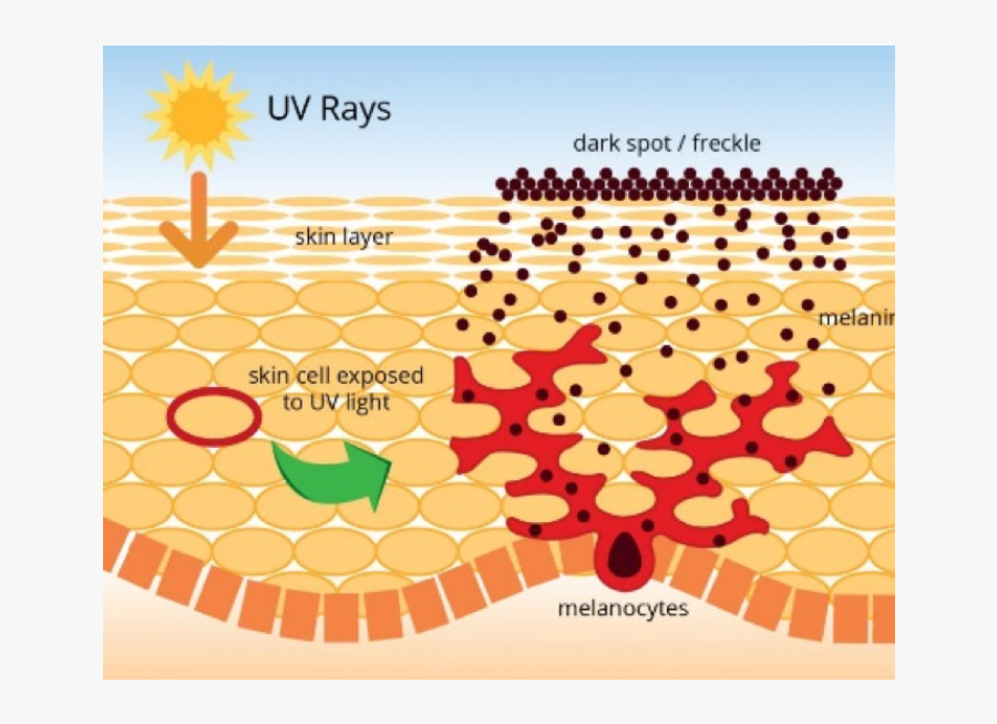 Sik - Melanin Produce, Transparent Clipart