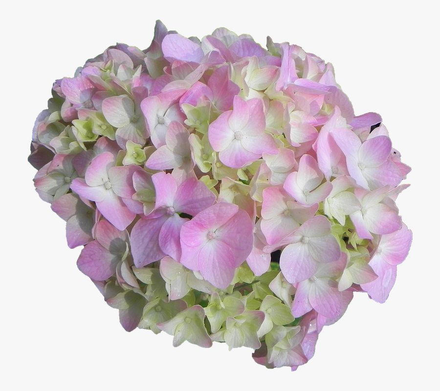 Flower,hydrangea,cut Flower - Hydrangea Serrata, Transparent Clipart
