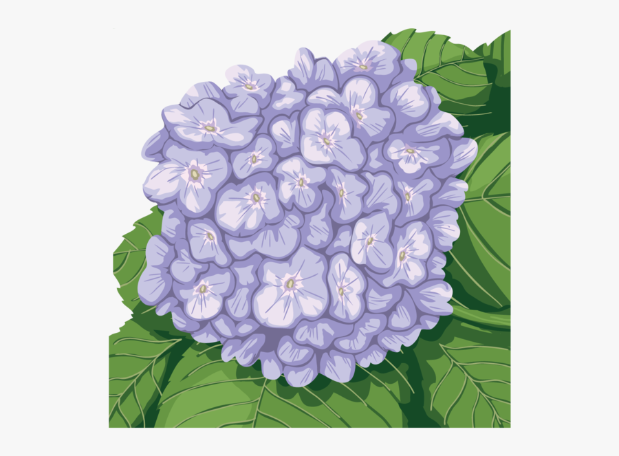 Hydrangea Serrata, Transparent Clipart
