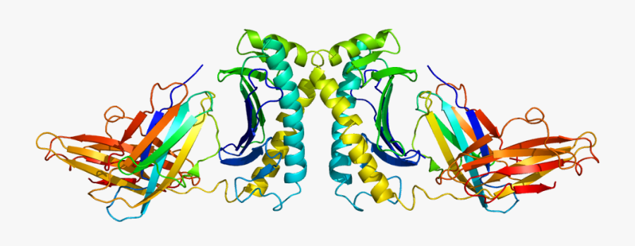 Protein Hfe Pdb 1a6z - Hemochromatosis Protein, Transparent Clipart
