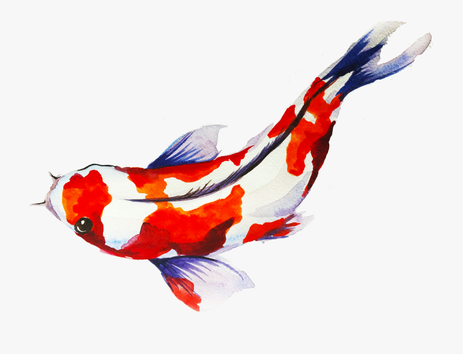 Beautiful Koi Fish Art Transparents - Transparent Koi Fish Png, Transparent Clipart