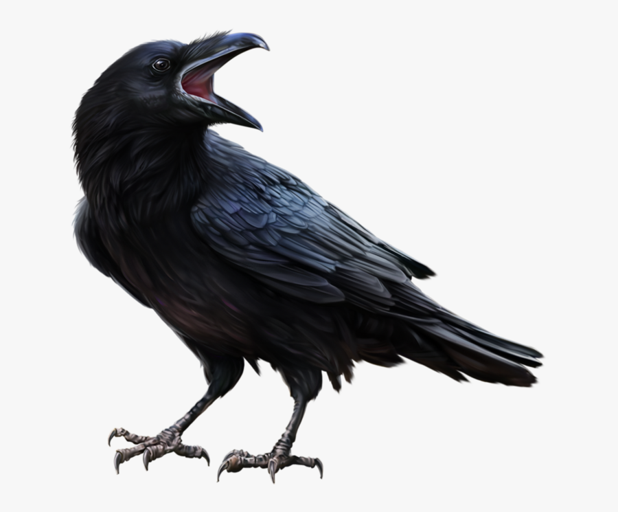 Raven, Transparent Clipart