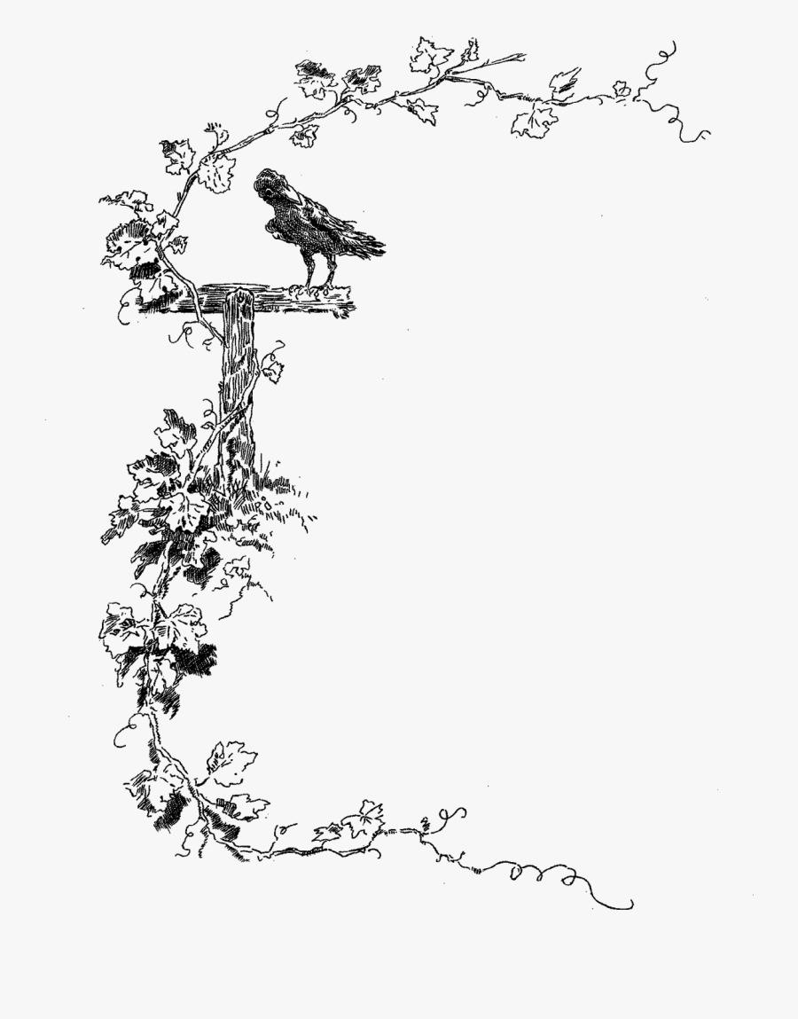 Border Stock Image Botanical - Border Design Black And White Birds, Transparent Clipart