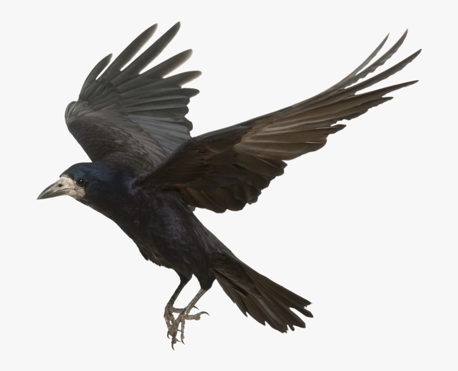 Download Crow Png Photos - Transparent Background Crow Png, Transparent Clipart