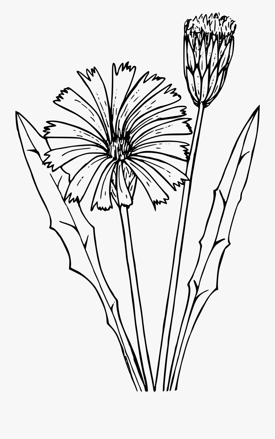 Transparent Goldenrod Flower Clipart - Drawing, Transparent Clipart