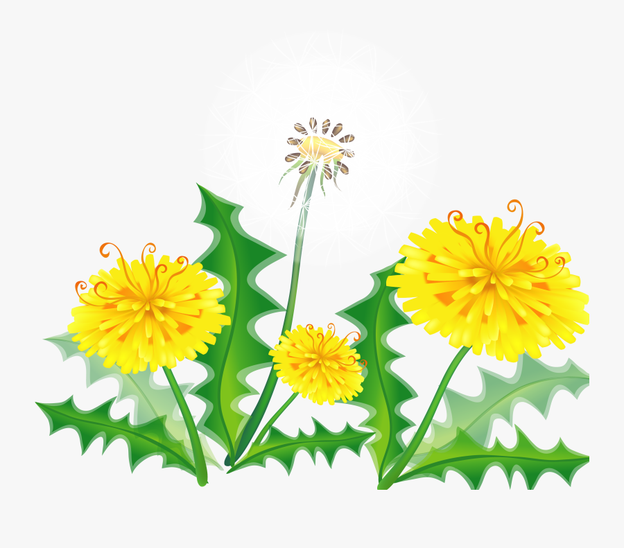 Hand Painted Dandelion Vector Material - Dandelion, Transparent Clipart