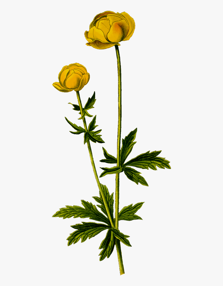 Transparent Tall Flowers Png, Transparent Clipart