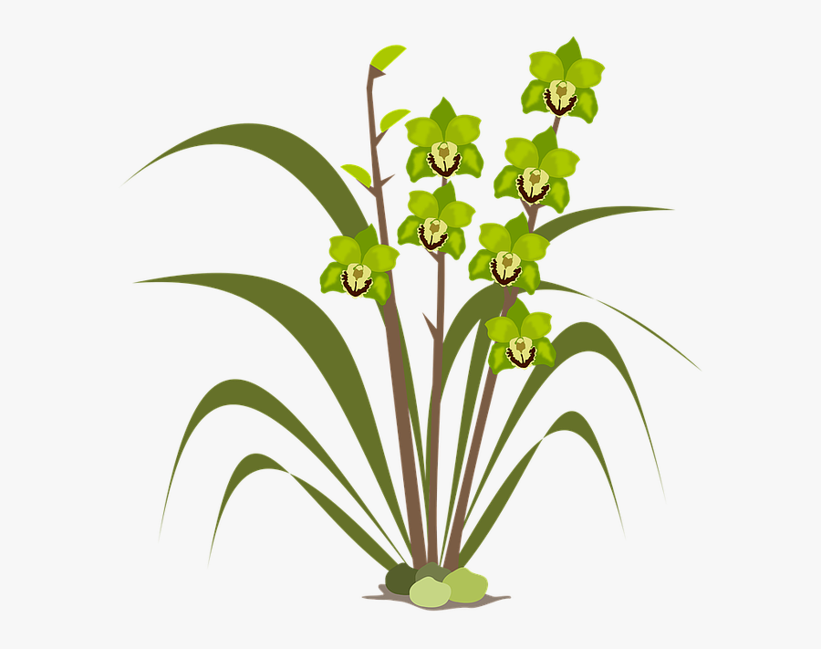 Clipart Cymbidium Orchid, Transparent Clipart