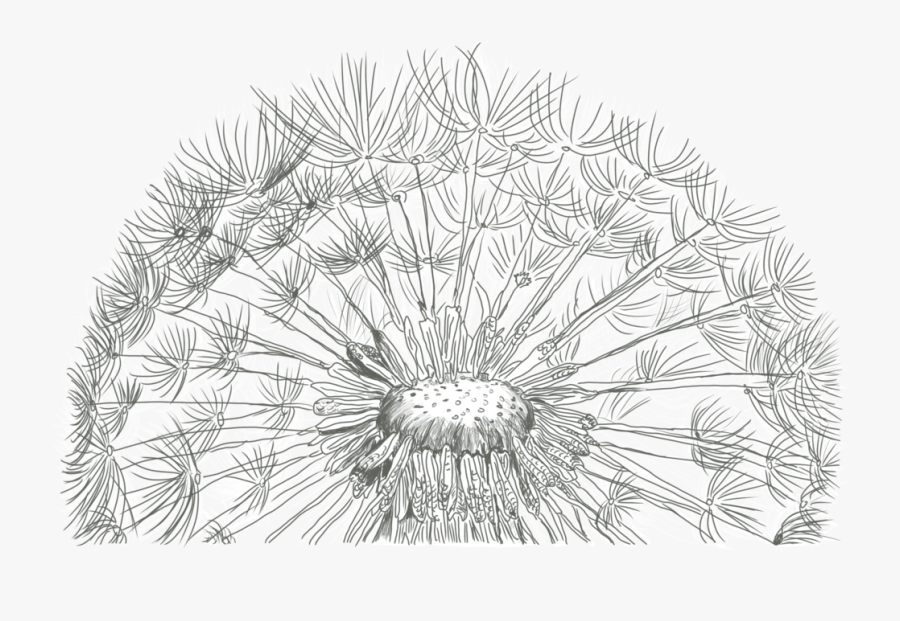 Dandelions Drawing Free Download On Unixtitan - Diente De Leon Dibujo A Lapiz, Transparent Clipart