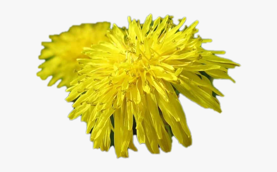 Dandelion Download Free Png - Dandelion, Transparent Clipart