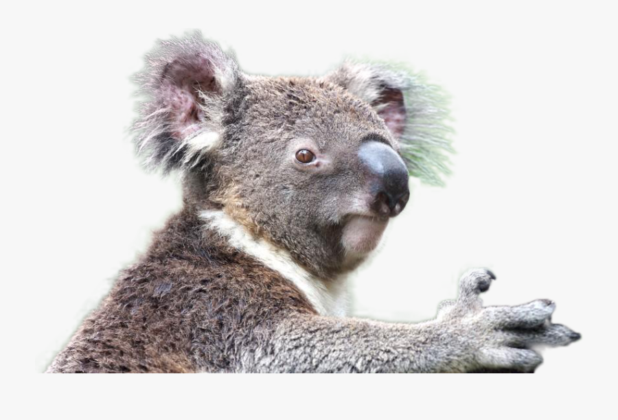 Koala Png Image - Koala Png, Transparent Clipart