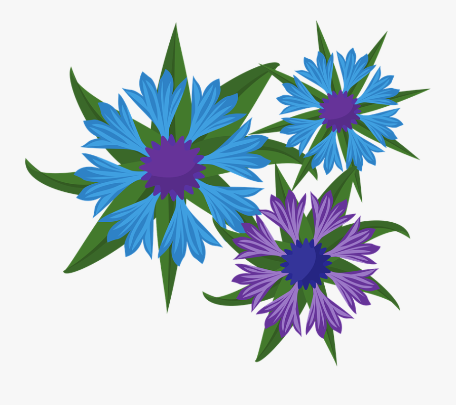Cornflower, Bloom, Flowers, Blue, Meadow, Blossom - African Daisy, Transparent Clipart