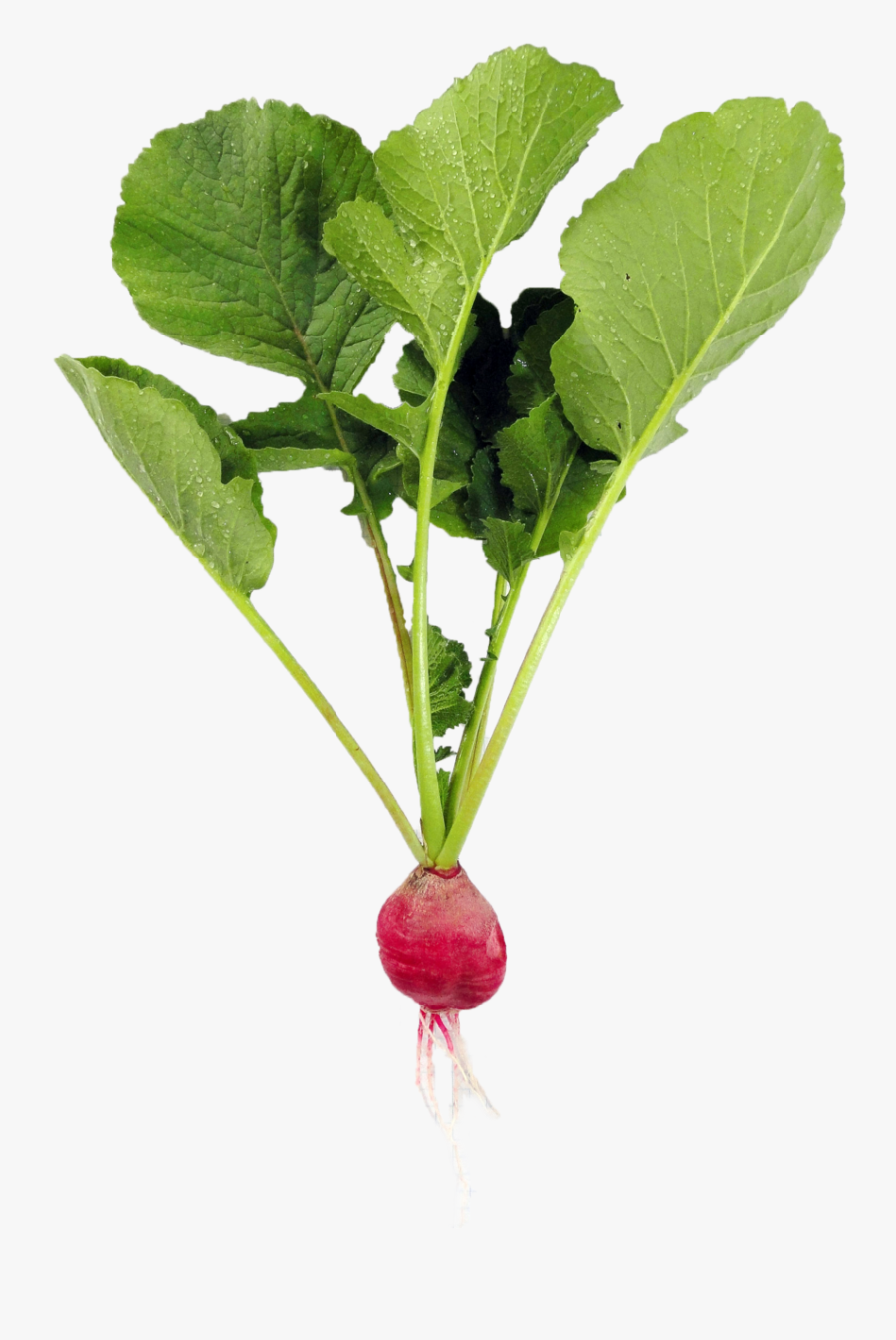 Clip Art Radish Farming - Leaf Vegetable, Transparent Clipart