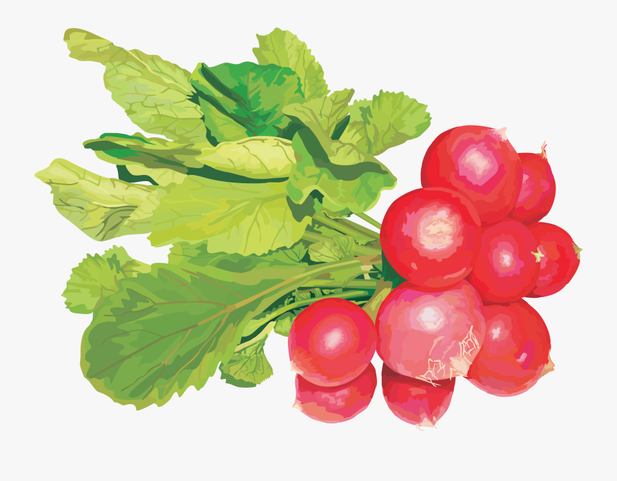 Редис Клипарт Clipart , Png Download - Free Vector Vegetables, Transparent Clipart