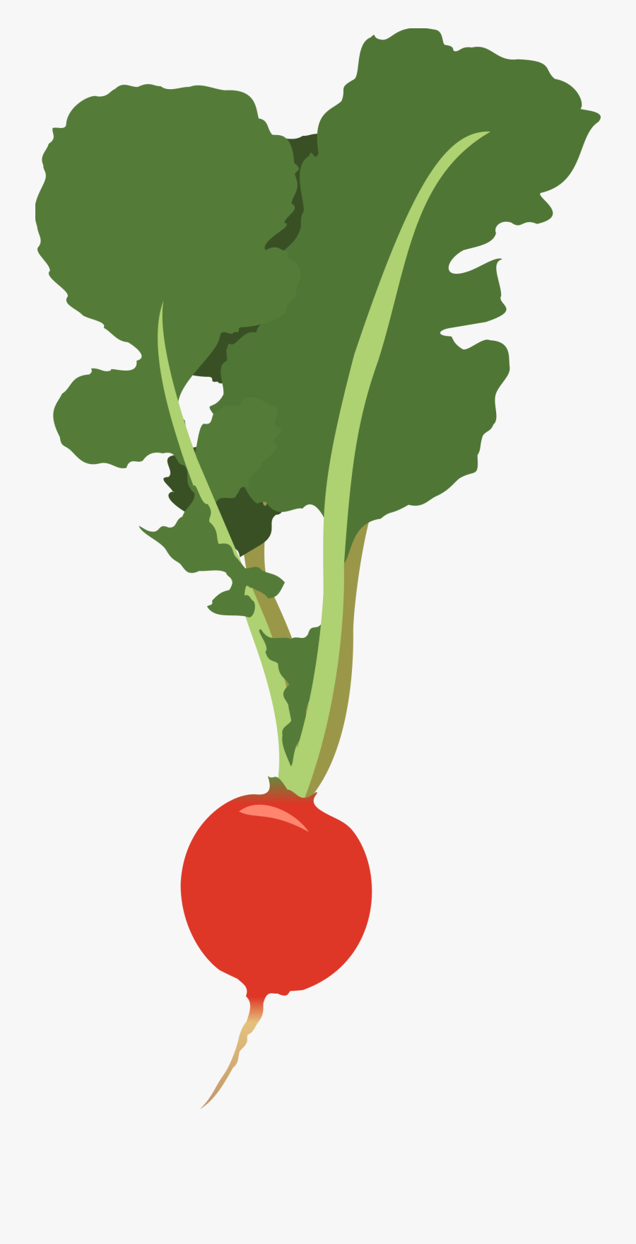 Radish, Transparent Clipart