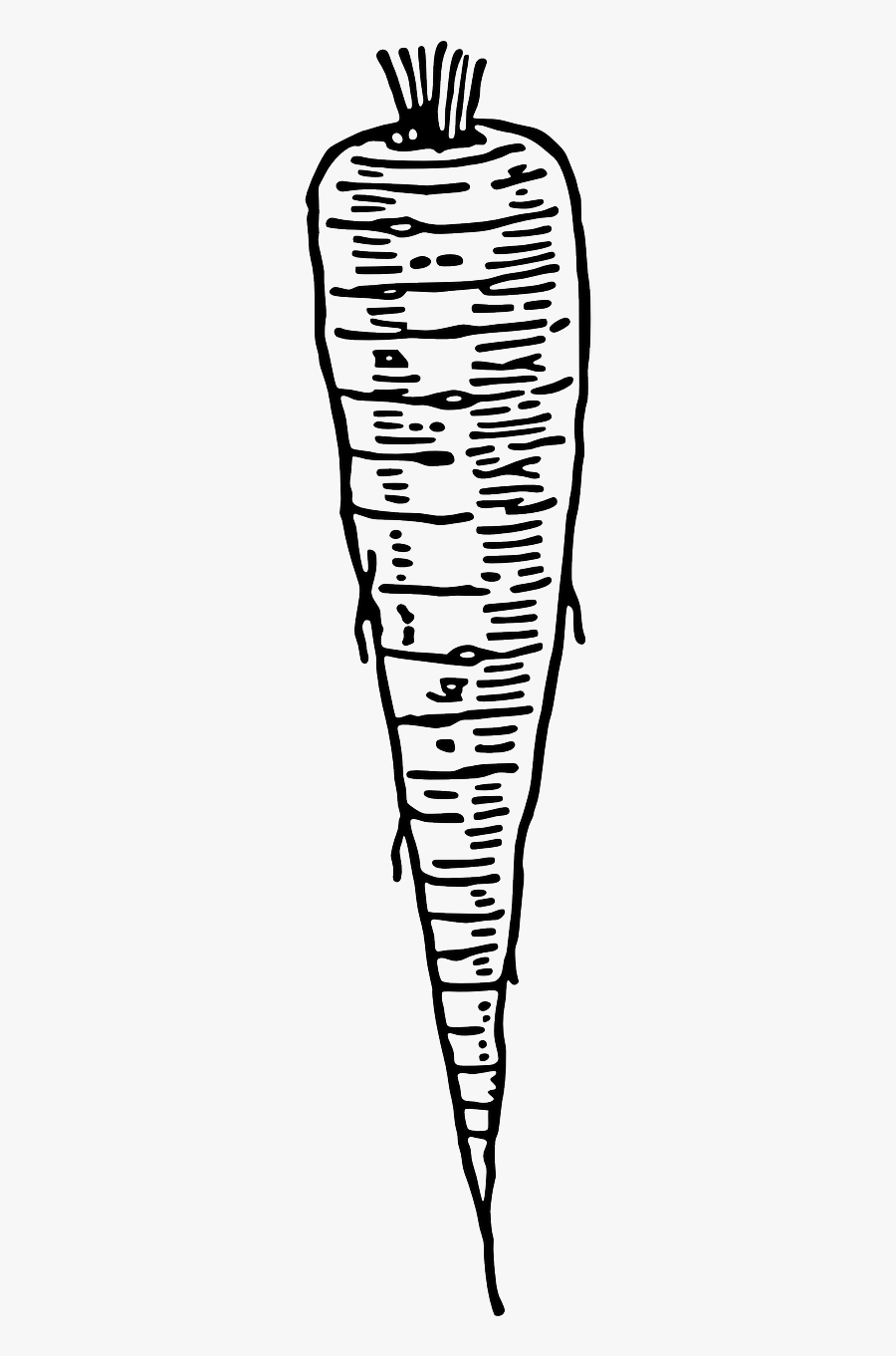 Carotte Radish Cultivated Radish Free Picture - 罗 卜 Clipart In Black And White, Transparent Clipart