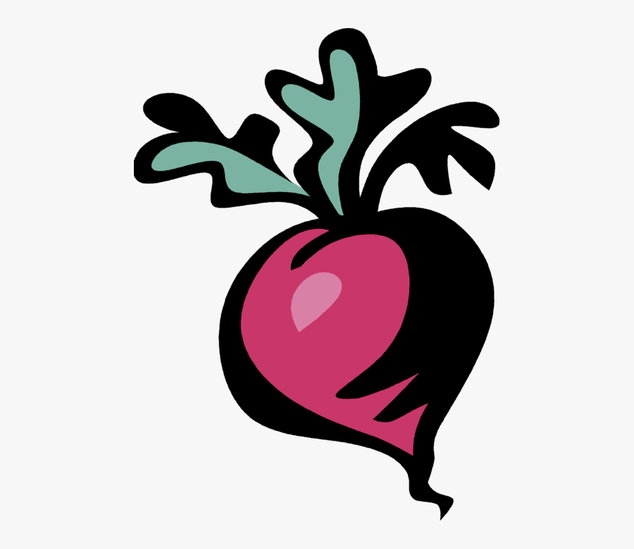 Vector Illustration Of Crisp, Pungent Edible Root Vegetable, Transparent Clipart