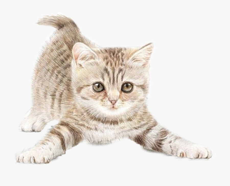 Cat With Small Ears - Transparent Background Cat Clipart, Transparent Clipart