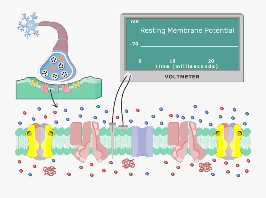 Resting Cell Membrane Potential Animation, Transparent Clipart