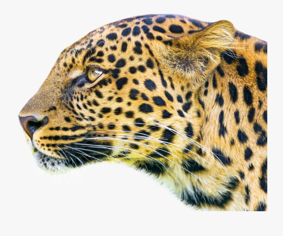 Leopard Samsung Theme, Transparent Clipart