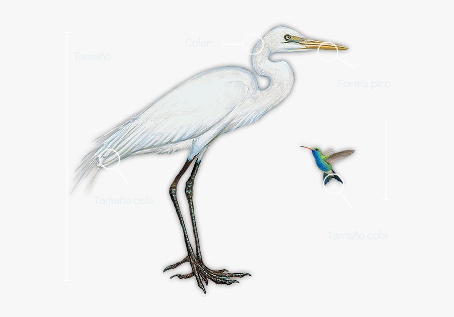 You Can Observe The Colors In Different Parts Of The - Great Blue Heron, Transparent Clipart
