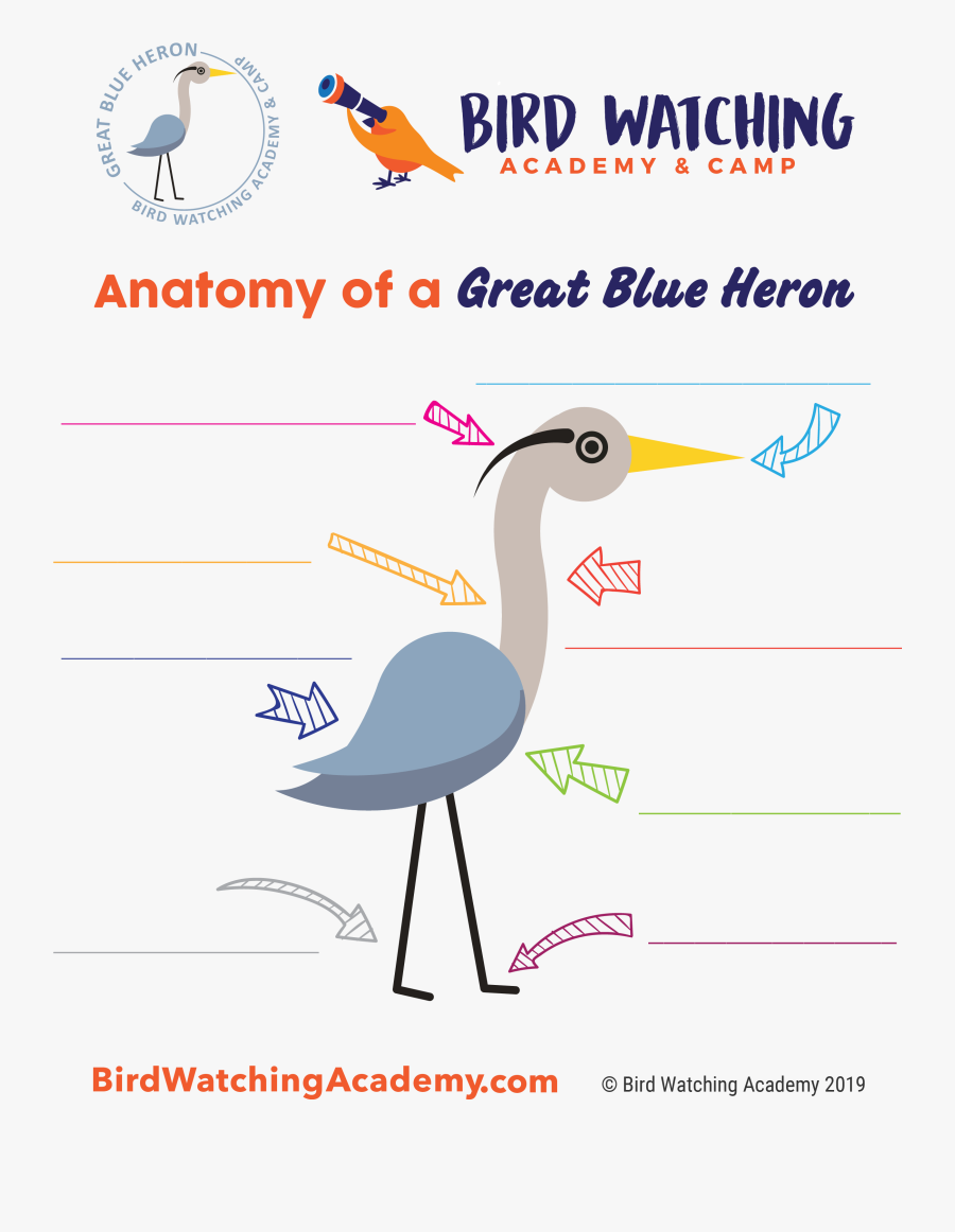 Great Horned Owls Anatomy, Transparent Clipart