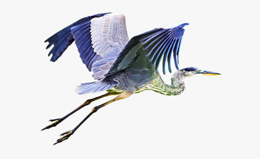 Ciconiiformes, Transparent Clipart