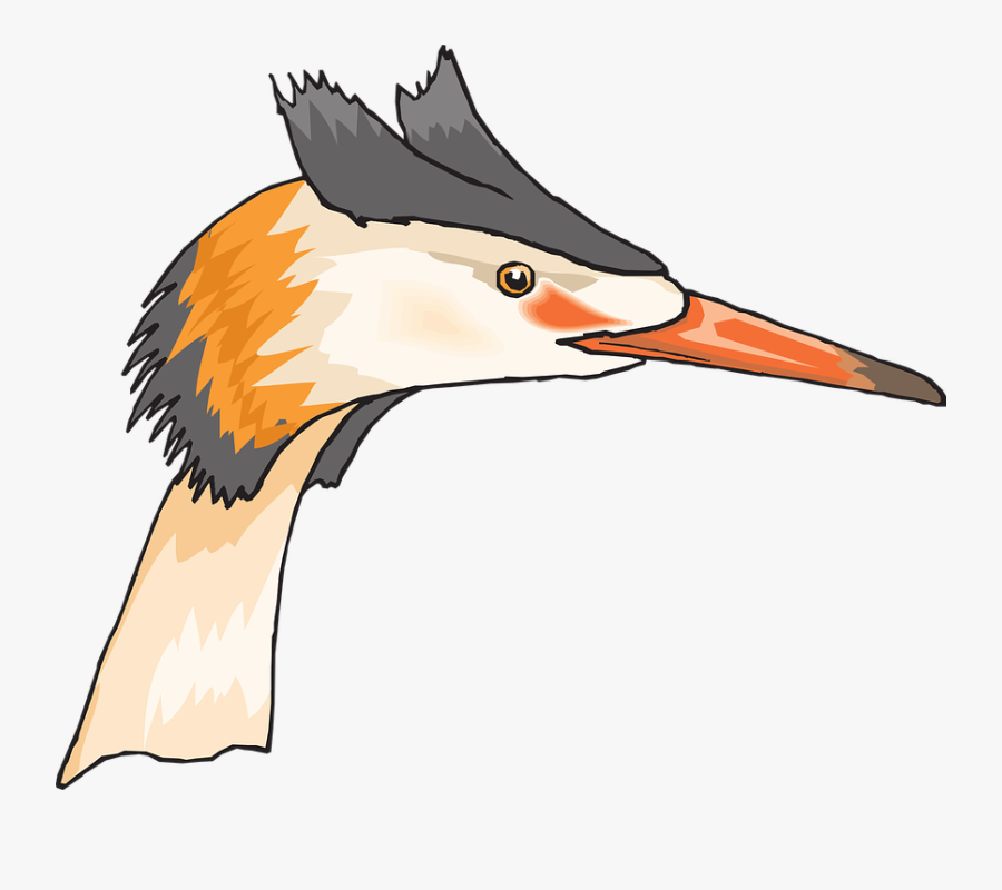 Head, Eye, Bird, Crested, Grebe, Beak, Feathers - Bird Head Cartoon Egret, Transparent Clipart