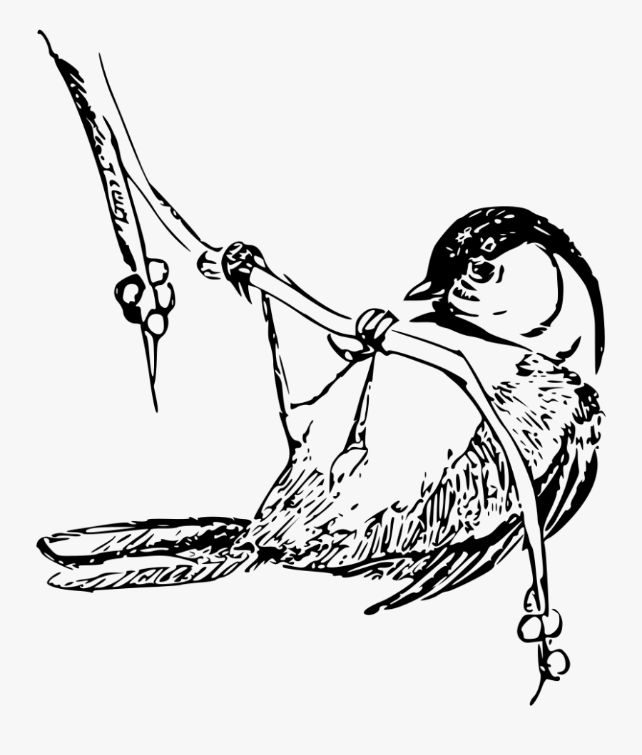 Black Capped Chickedee - Black Capped Chickadee Drawings, Transparent Clipart