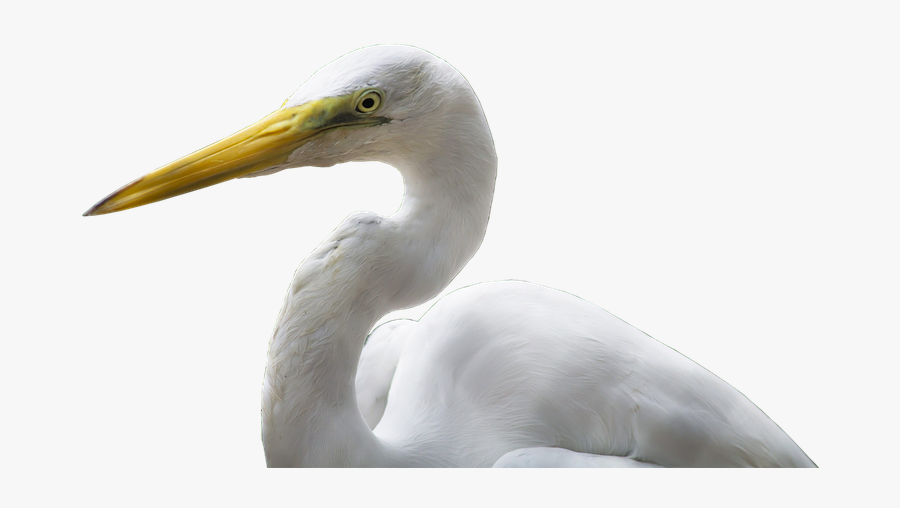 Download Heron Png Transparent Image - Great Egret, Transparent Clipart