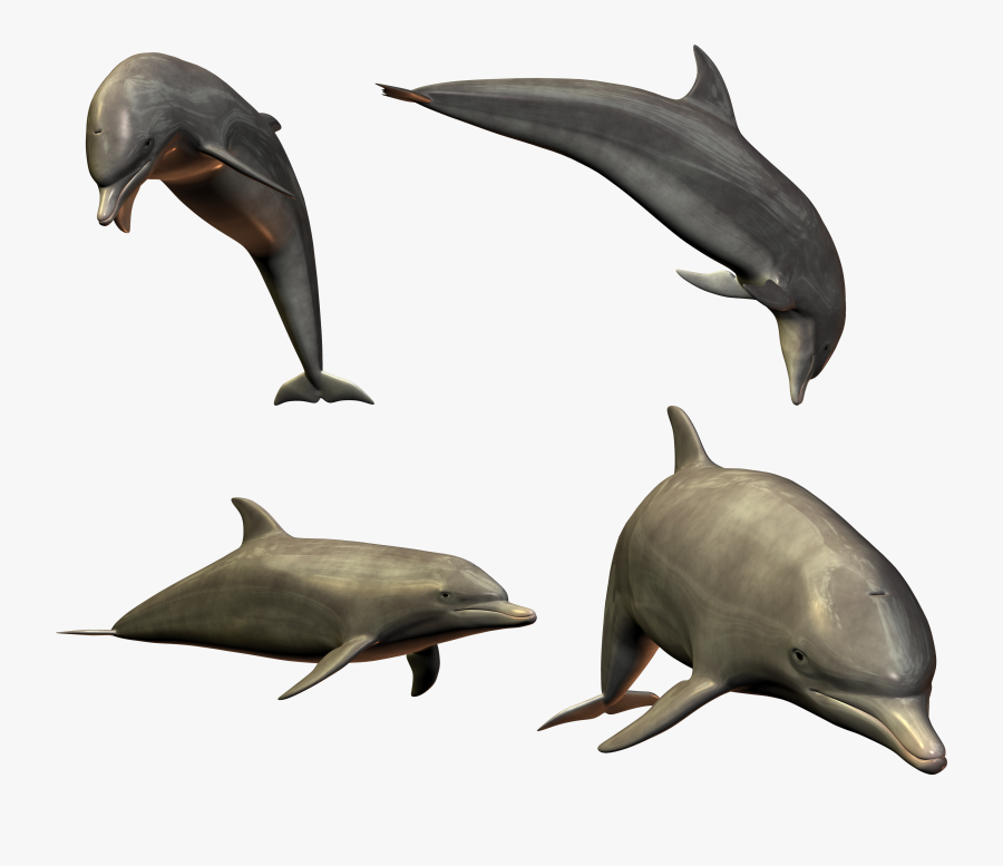 Dolphin Transparent Jumping, Transparent Clipart