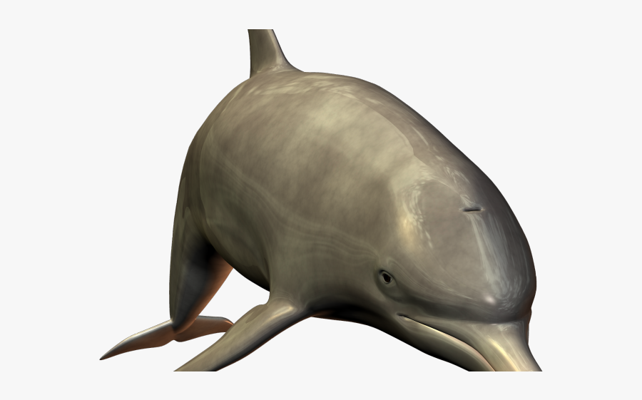 Dolphin Flash Card, Transparent Clipart