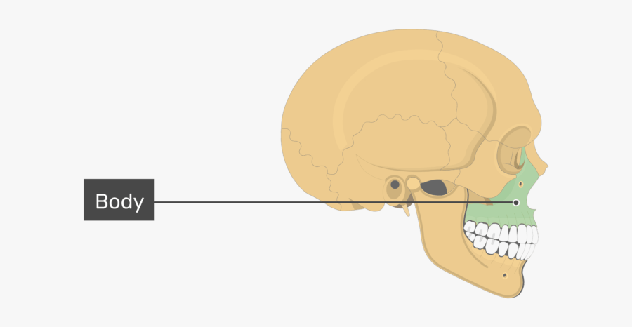 The Body Highlighted - Skull, Transparent Clipart
